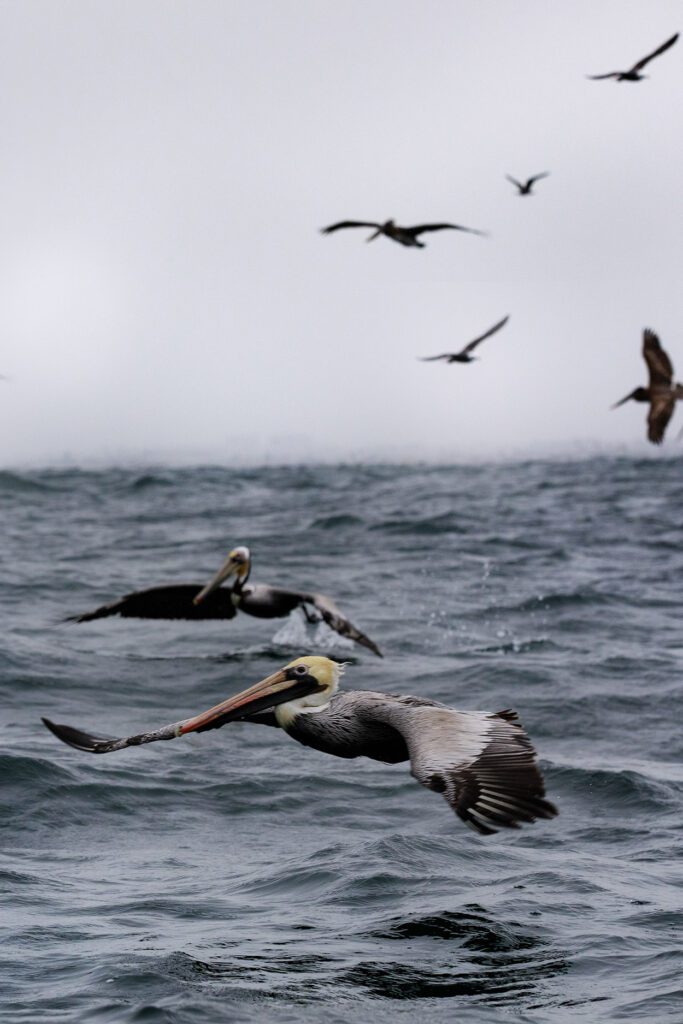 Brown Pelicans off the coast of Dana Point California