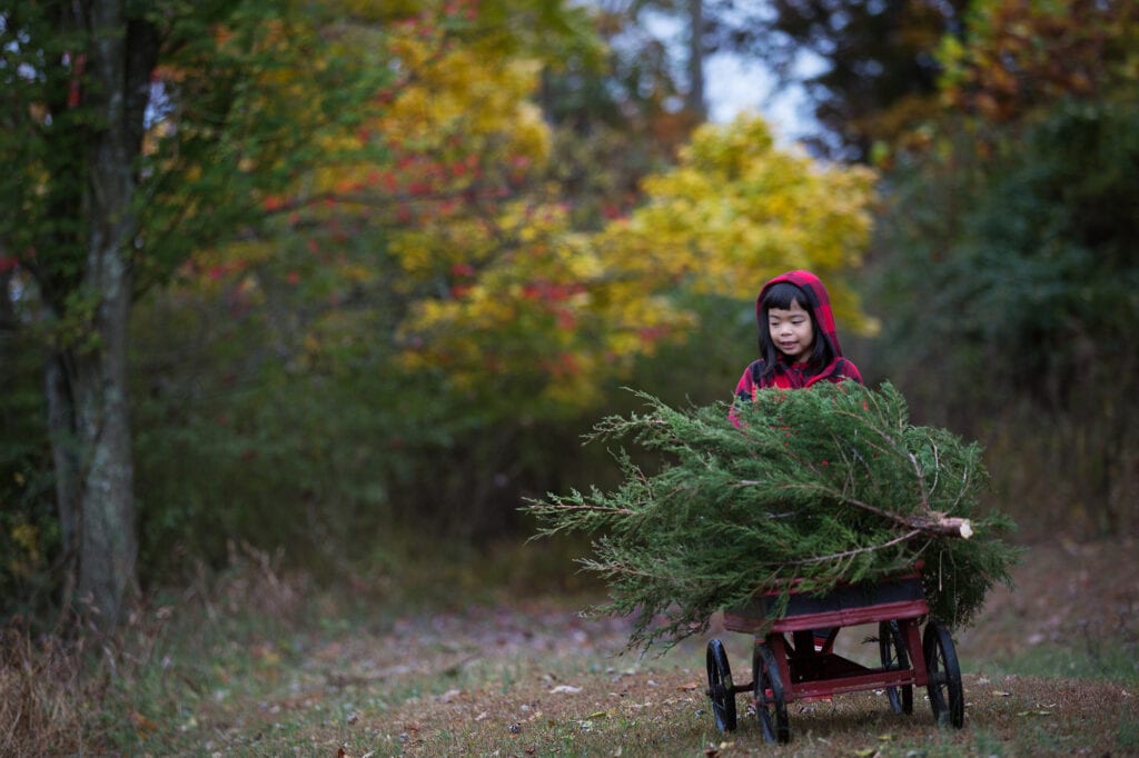 girl pulling Christmas tree in wagon on tree farm