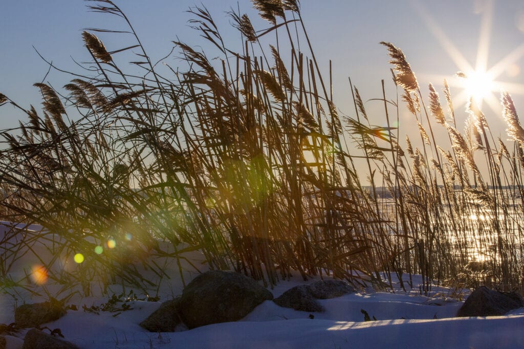 Frozen Albemarle sound with sea oats