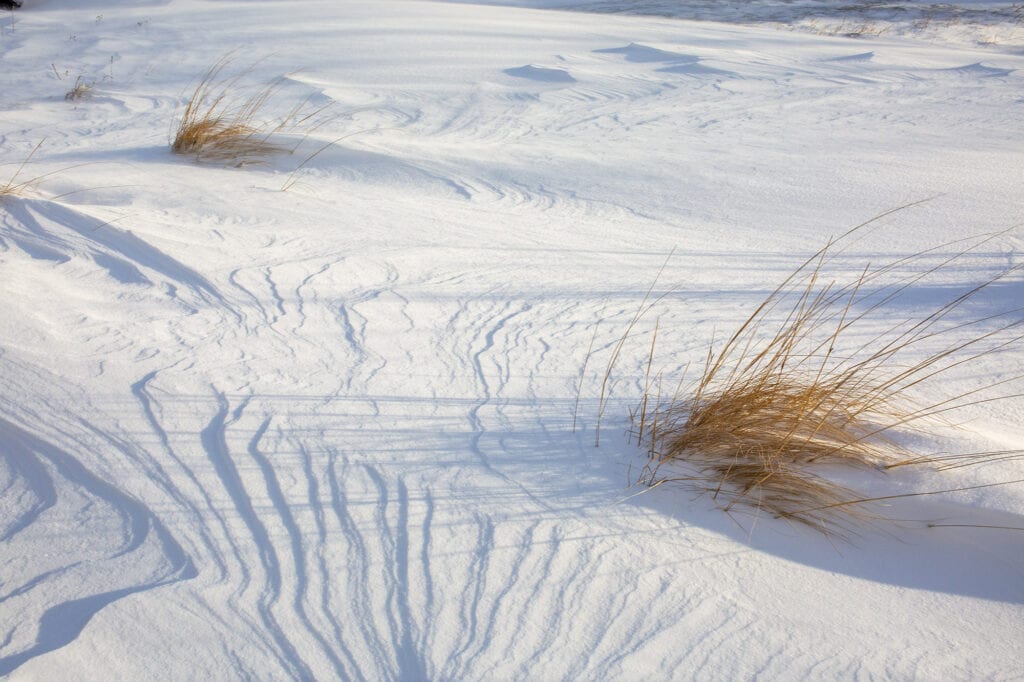 Snow with beach grass OBX