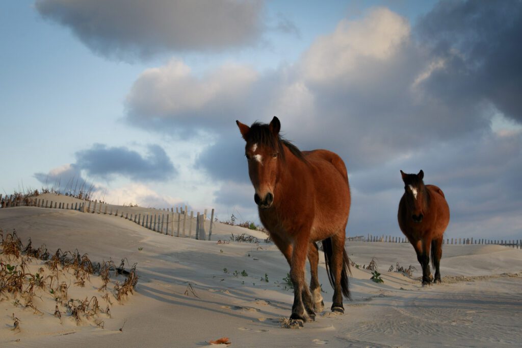 two wild horses walking along the dunes at sunrise in Carova NC