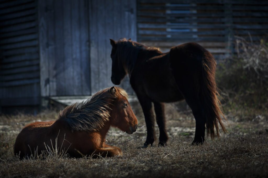 Wild horses of Corolla NC resting in the winter sun