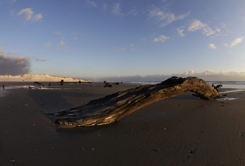 Shoreline cedar tree trunks on the Currituck NC shoreline