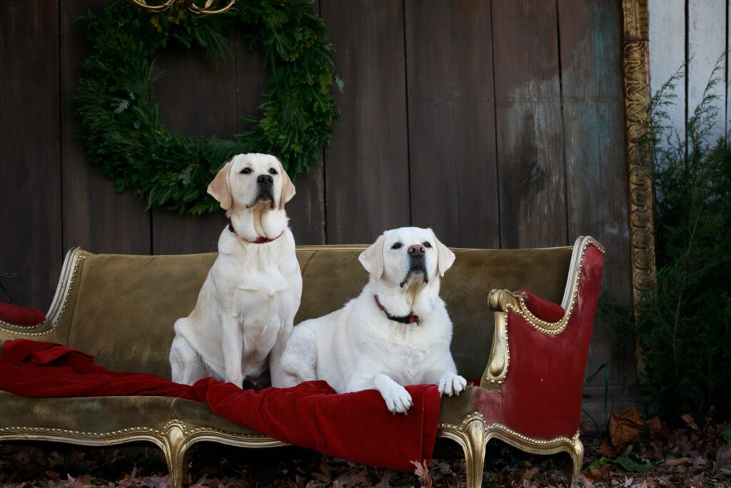 Dogs on a decretive Christmas couch