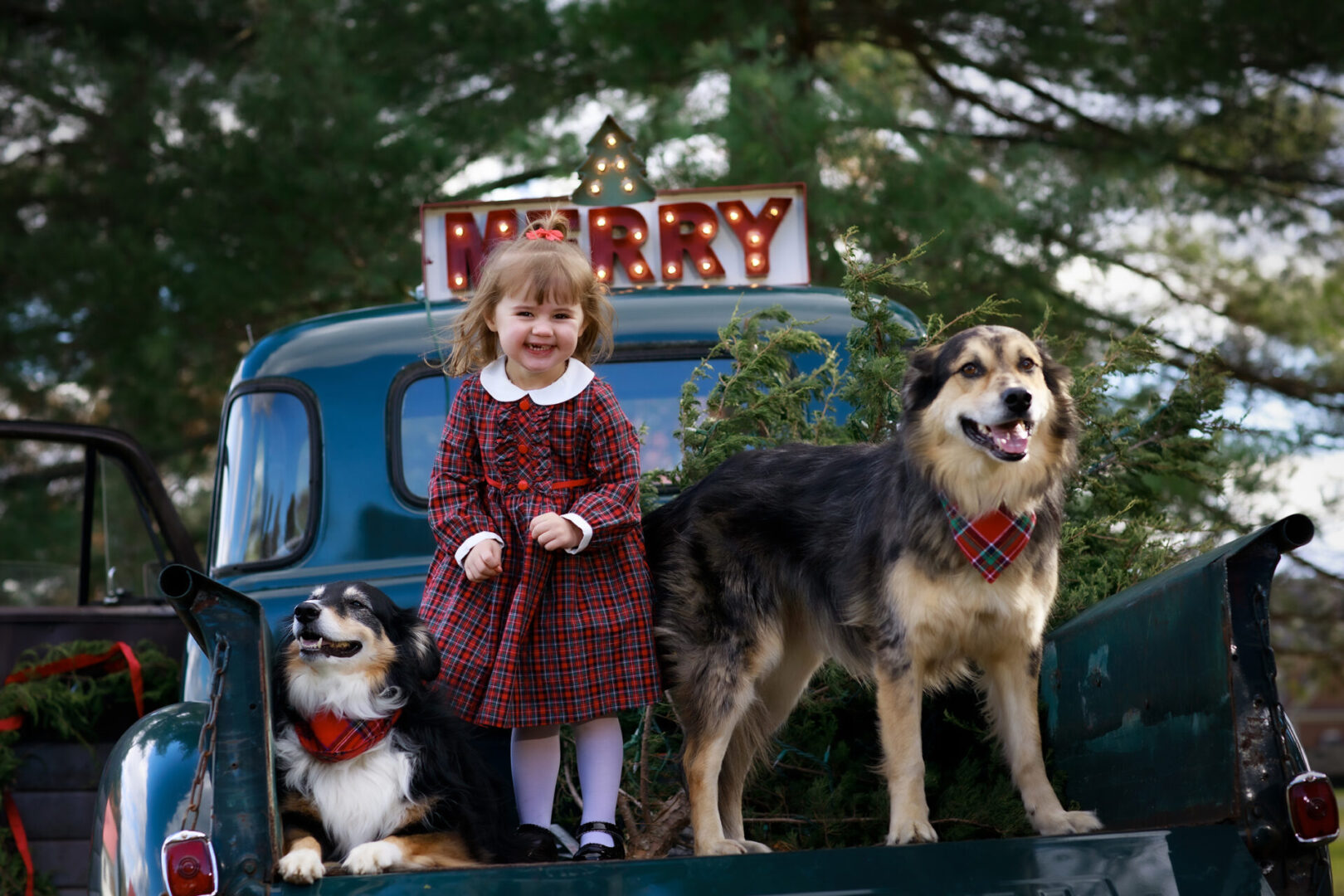 Be Merry Holiday with little girl and her dogs Leesburg