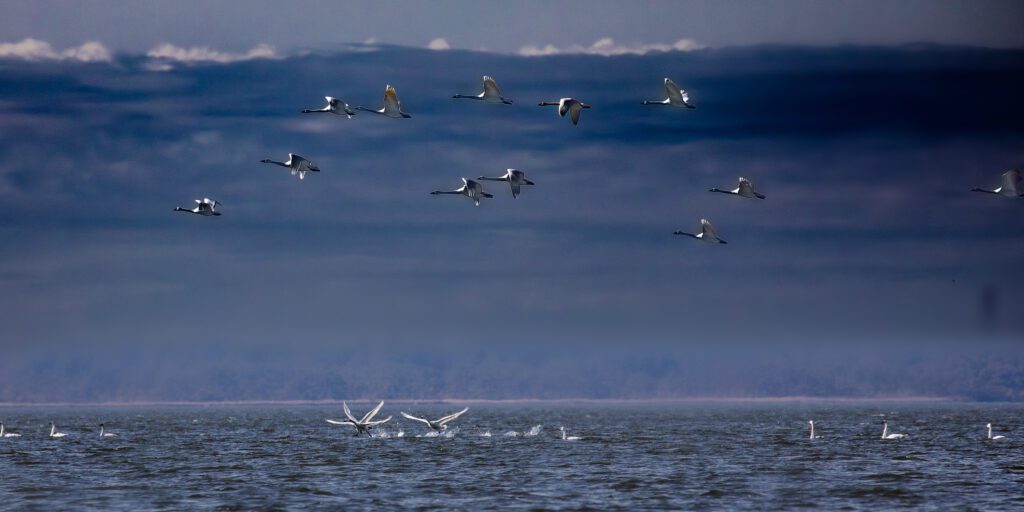 Snow Geese Outer Banks NC