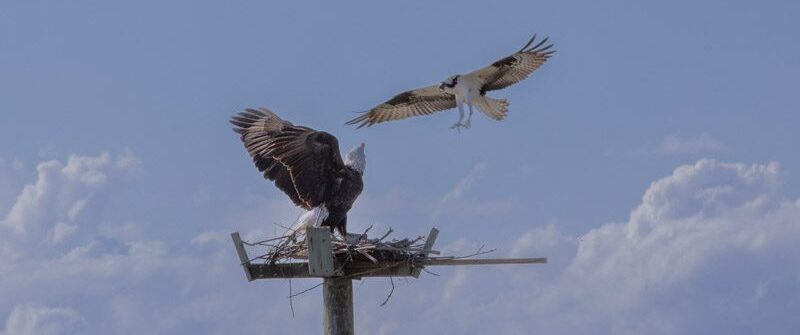 Bald eagle and Osprey, duel over fish