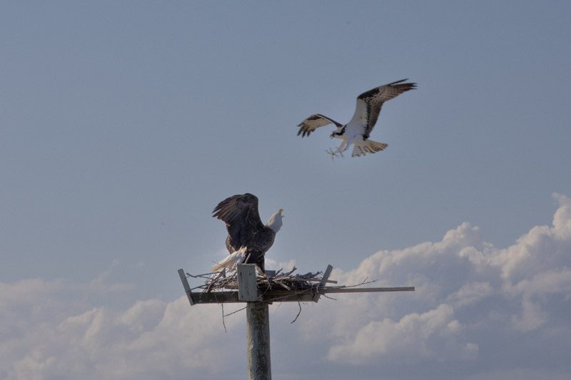 bald and and osprey fighting over the osprey's morning catch